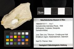 Foto (Objekt + Etiketten) von Goniodromites bidentatus (Reuss, 1858) 